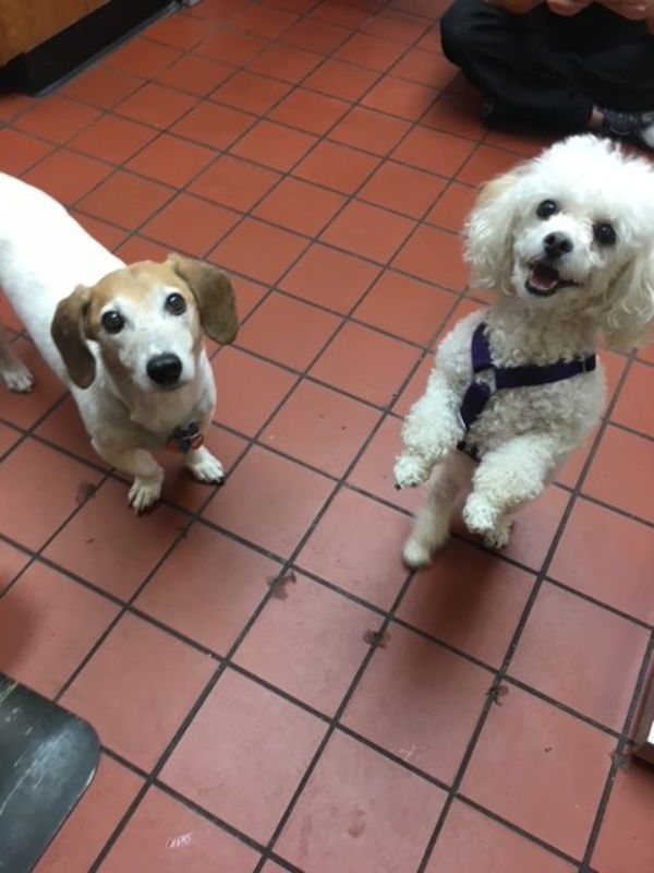 Dogs together indoors