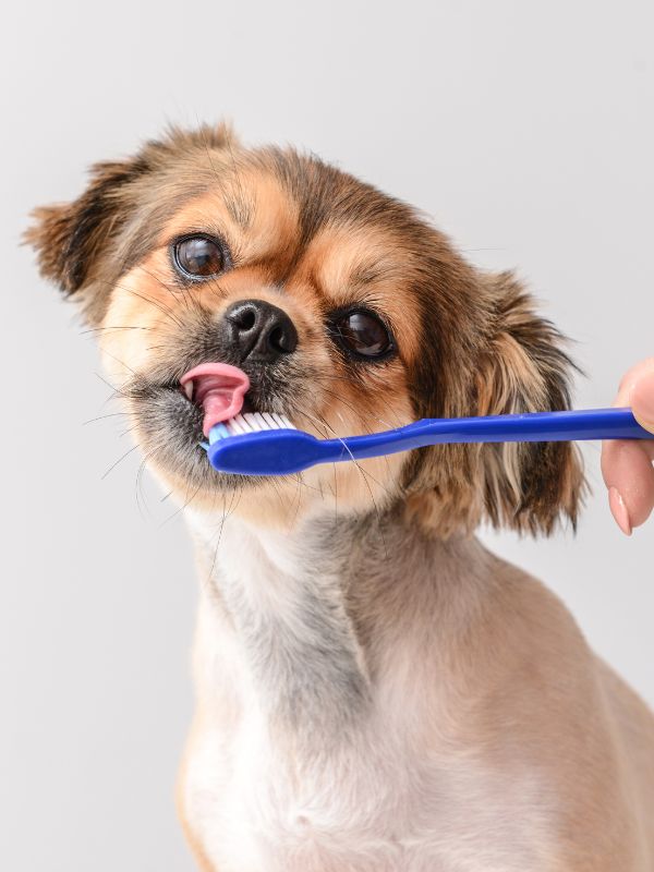 A person brushing a dog's teeth