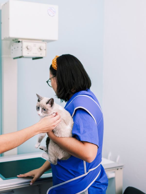 vet staff taking the x-ray of a cat