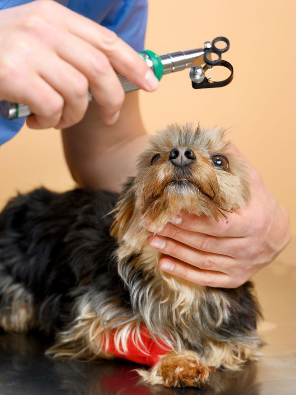 vet examining the eyes of a dog