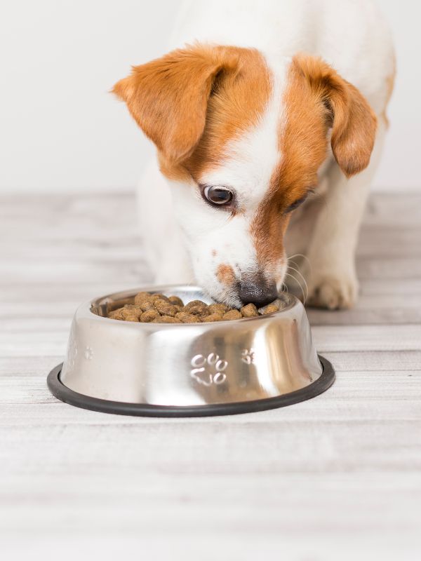 pet nutritional counseling service Dog eating food from a bowl