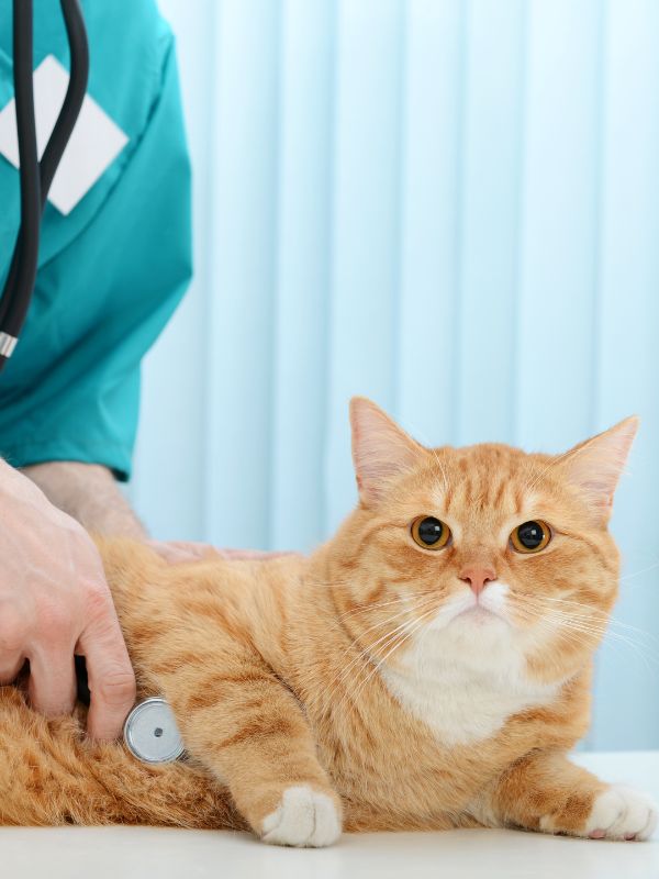 vet examining a cat with a stethoscope