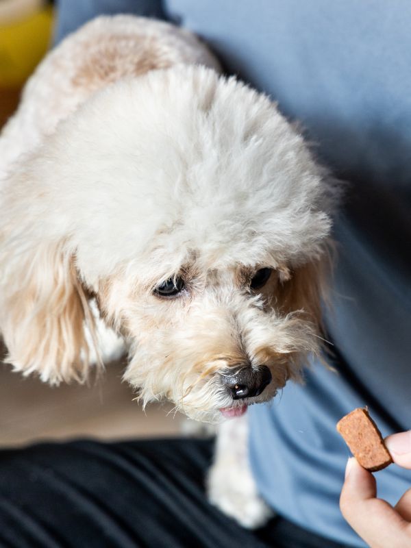 pet pharmacy service person giving pet chewable to a dog