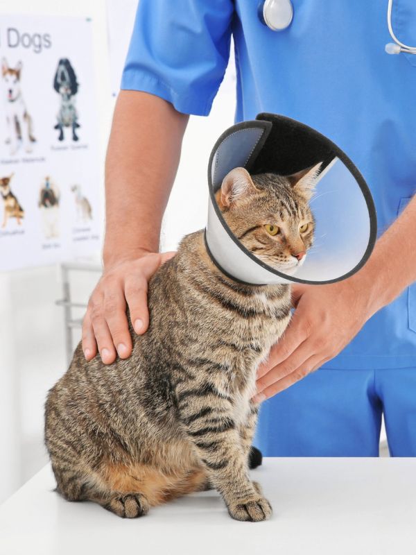 pet surgery and anesthesia safety service vet examining a cat wearing surgery collar