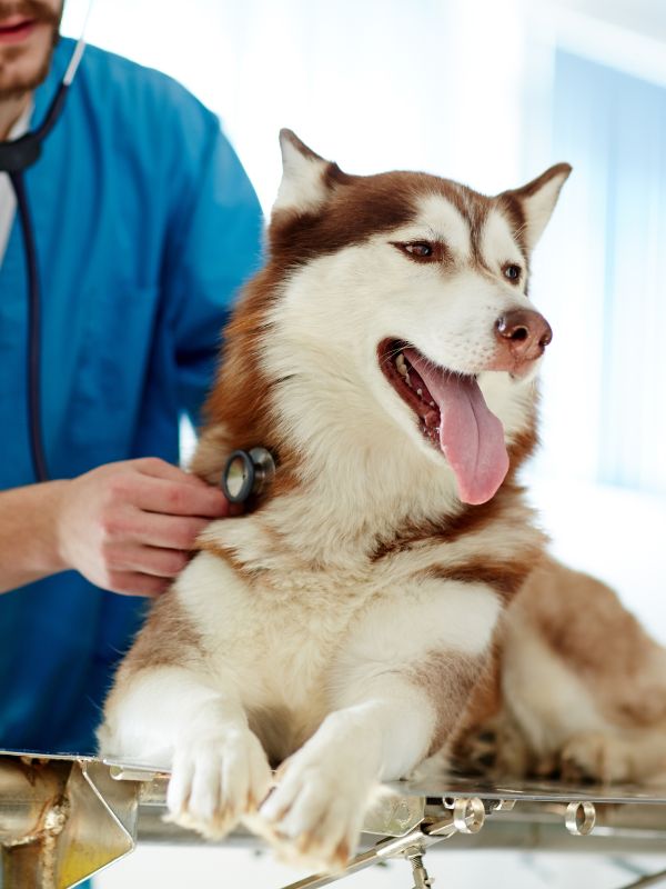 vet examining a dog with a stethoscope